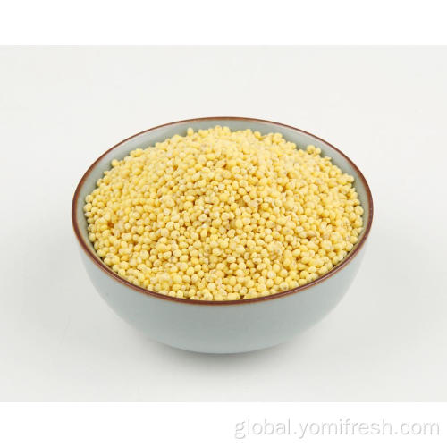 Yellow Proso Millet Proso Millet Weight Loss Manufactory